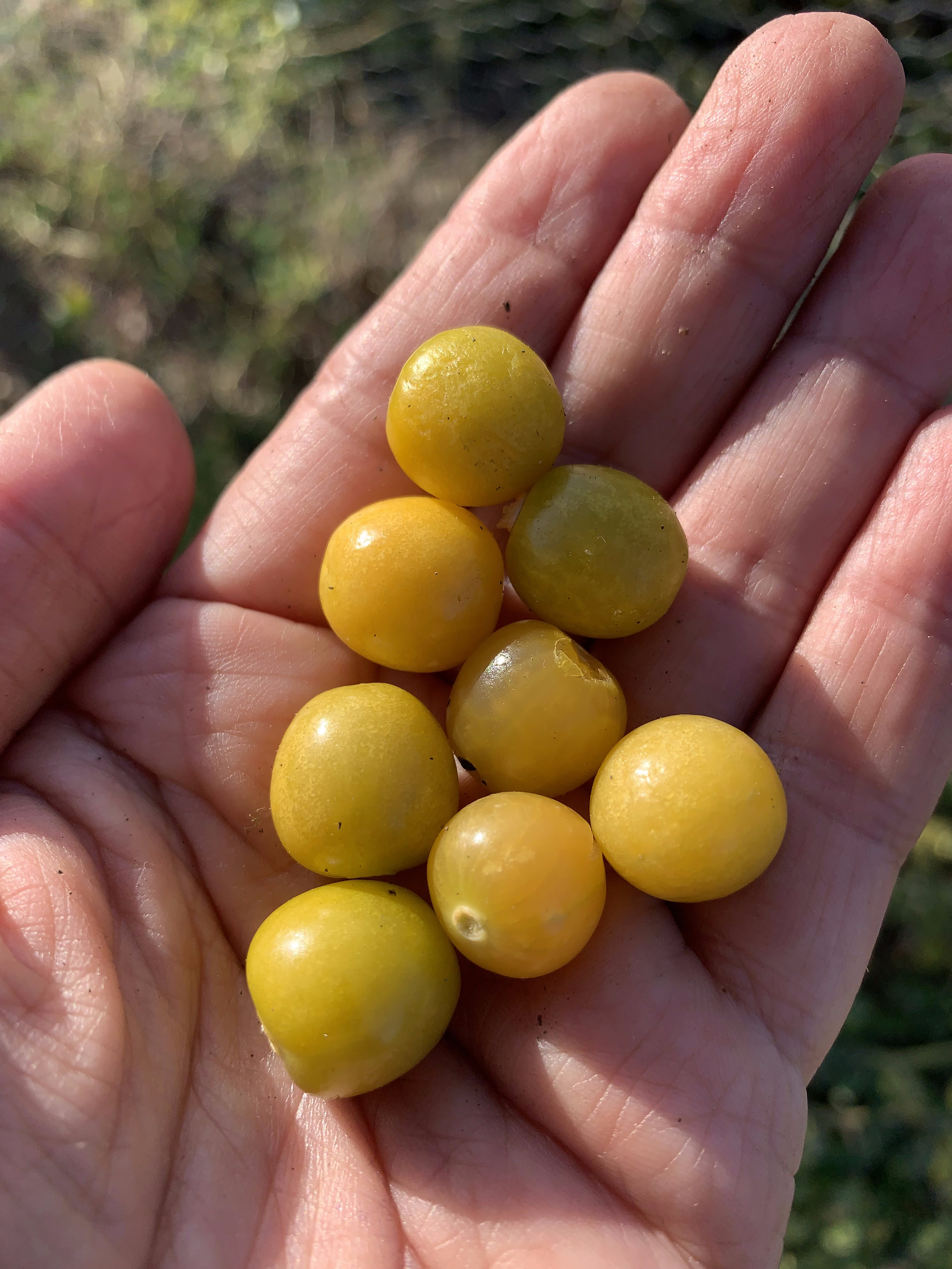 Mexican Yellow Ground Cherry Mexican Yellow Ground Cherry
